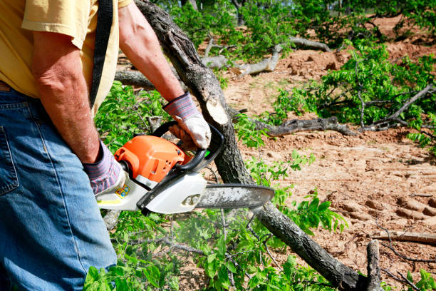 Best Tree Root Removal  in Harrodsburg, KY